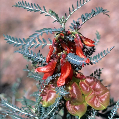 Africká bylina - Sutherlandia frutescens - semena - 4 ks