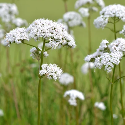 Bedrník obecný - Pimpinella saxifraga - semena - 50 ks