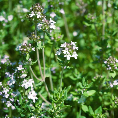 Tymián francouzský letní - Thymus vulgaris - semena - 50 ks