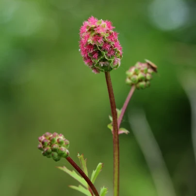 Krvavec menší - Sanguisorba minor - semena - 8 ks