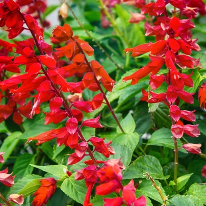 Šalvěj šarlatová Hummingbird - Salvia coccinea - semena - 10 ks