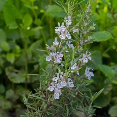 Rozmarýn lékařský Rosita - Rosmarinus officinalis - semena - 50 ks