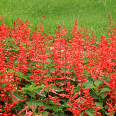 Šalvěj zářivá Johannisfeuer - Salvia splendens - semena - 15 ks