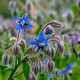 Brutnák modrý - Borago officinalis - semena - 20 ks