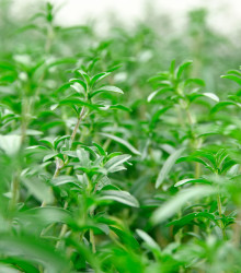 BIO Saturejka zahradní - Satureja hortensis - bio semena - 1 g
