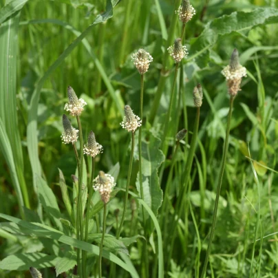 Jitrocel kopinatý - Plantago lanceolata - semena - 0,2 g