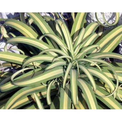 Agáve - Agave bracteosa - semena - 10 ks