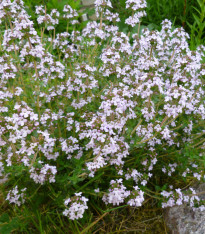 Tymián obecný - Thymus vulgaris - semena - 0,08 g