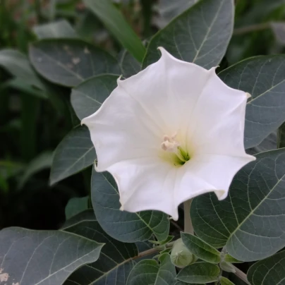 Durman obecný - Datura Stramonium - semena - 5 ks