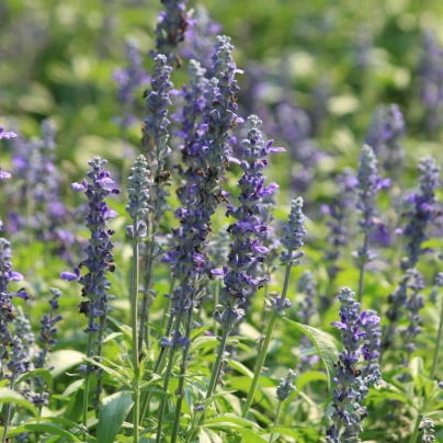 BIO Levandule lékařská - Lavandula - bio semena - 50 ks