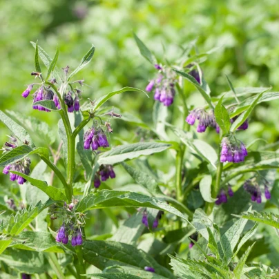 Kostival lékařský - Symphytum officinale - semena - 5 ks