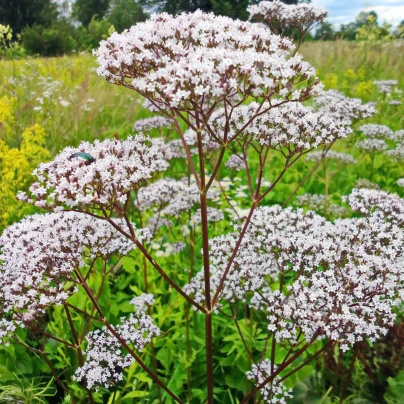 Kozlík lékařský - Valeriana officinalis - semena - 150 ks