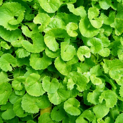 Gotu Kola - Centella asiatica - semena - 4 ks