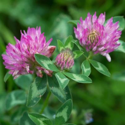 Jetel červený luční - Trifolium pratense - semena - 100 ks