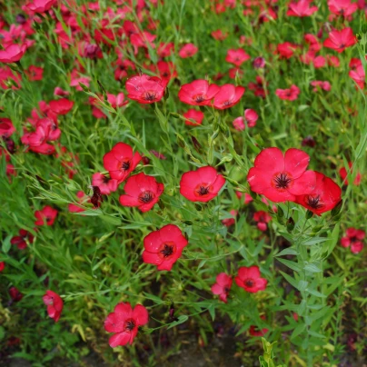 Len červený velkokvětý - Linum grandiflorum - semena - 140 ks