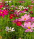 Krásenka Sensation směs - Cosmos bipinatus mix - semena - 20 ks