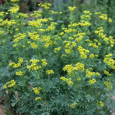 Routa vonná - Ruta graveolens - semena - 10 ks