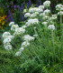 Pažitka česneková - Allium tuberosum - semena - 200 ks
