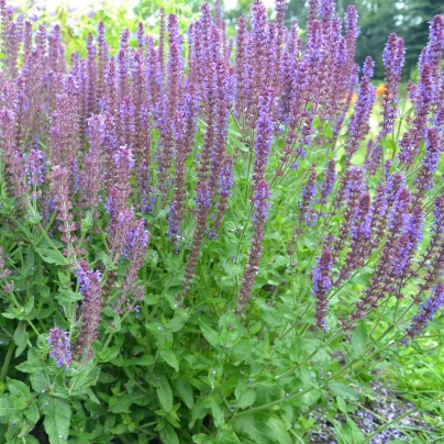 Šalvěj hajní Blue Queen - Salvia nemorosa - semena - 20 ks