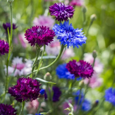 Chrpa - směs barev - Centaurea cyanus - semena - 100 ks