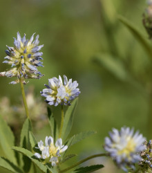 Pískavice modrá - Řecké seno - Trigonella caerulea - semena - 1,5 g