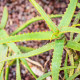 Aloe camperi - Aloe camperi - semena - 6 ks