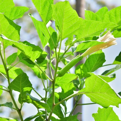 Durman metelový žlutý - Datura metel - semena - 5 ks