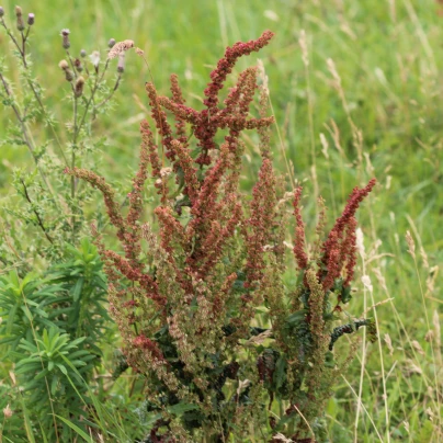 Šťovík zahradní - Rumex patientia - semena - 20 ks