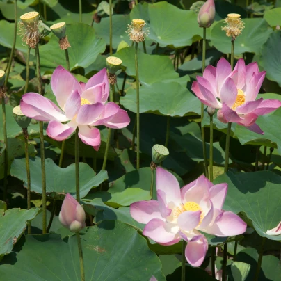 Leknín růžový - Nymphaea capensis - semena - 6 ks