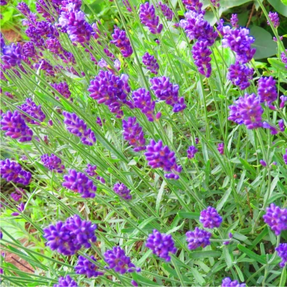 Levandule Ellegance Purple - Lavandula angustifolia - semena - 15 ks