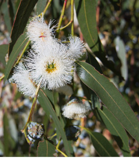 Eukalyptus globulus - Blahovičník kulatoplodý - Eucalyptus globulus - semena - 8 ks