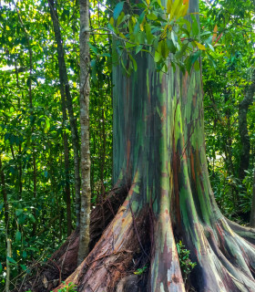 Eukalyptus duhový - Blahovičník - Eucalyptus deglupta - semena - 5 ks