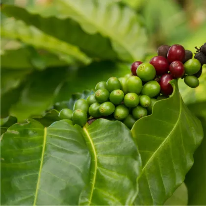 Kávovník hawajský - Coffea konna - semena - 5 ks