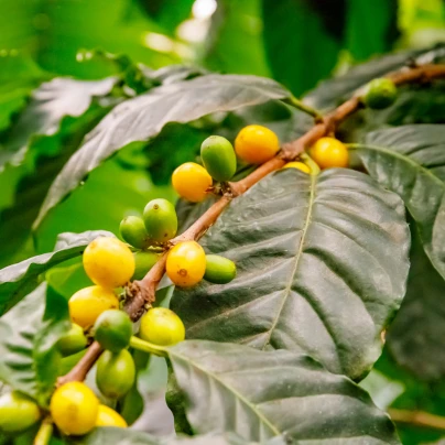 Kávovník robusta - Coffea canephora - semena - 5 ks