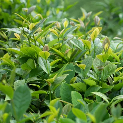 Tea tree - Leptospermum rotundifolium - semena - 30 ks
