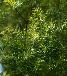 Čajovníkový strom - Melaleuca acuminata - semena - 50 ks