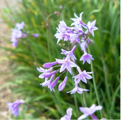 Česneková tráva - Tulbaghia violacea - semena - 5 ks