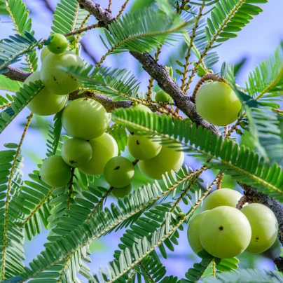 Indický Angrešt - Phyllanthus emblica - semena - 8 ks