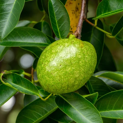 Anona glabra - Annona glabra - semena - 5 ks