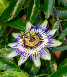 Mučenka modrá - Passiflora caerulea - semena - 5 ks