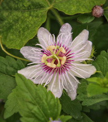 Mučenka pruhovaná - Passiflora ligularis - semena - 4 ks