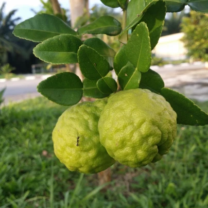 Kafrová limetka - Citrus hystrix - semena - 3 ks