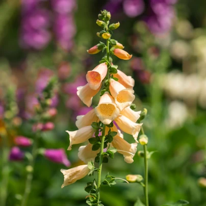 Náprstník oranžový - Digitalis purpurea - semena - 0,08 g