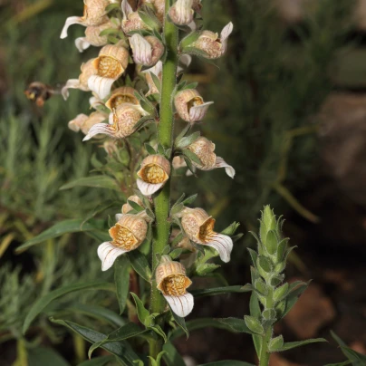 Náprstník vlnatý - Digitalis lanata - semena - 5 ks