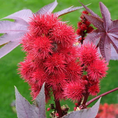 Skočec obecný - Ricinus communis - semena - 3 ks