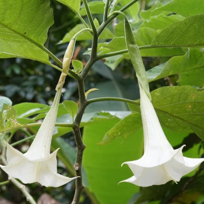 Brugmansie krémová - Brugmansia arborea - semena - 5 ks