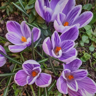 Krokus King of striped - Crocus - cibuloviny - 3 ks