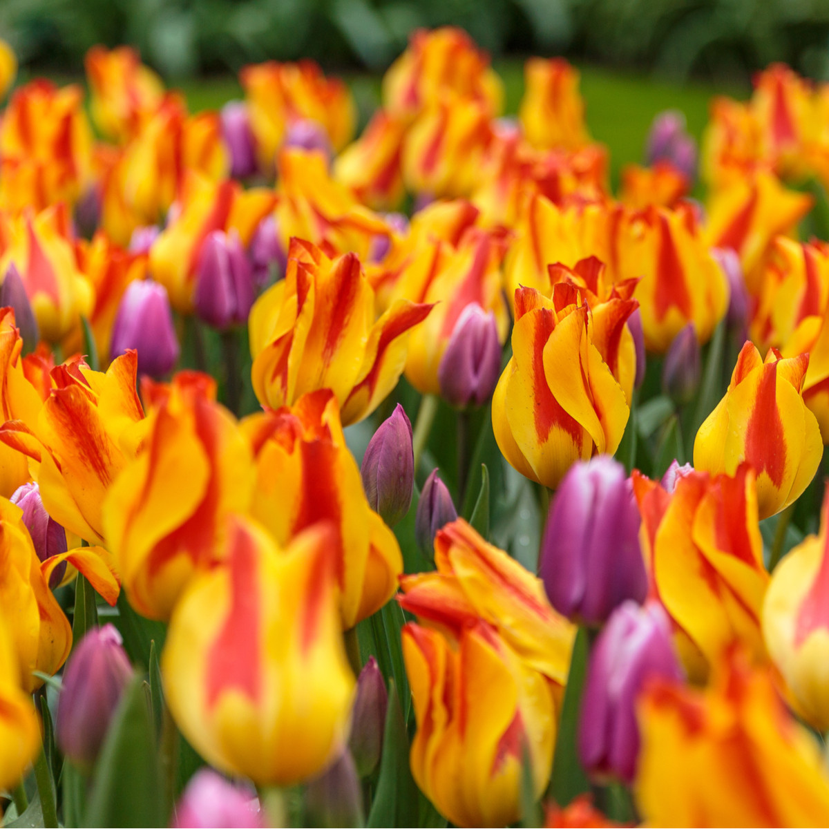 Tulipán Giuseppe Verdi - Tulipa - cibuloviny - 3 ks