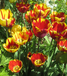 Tulipán Helmar - Tulipa - cibuloviny - 3 ks
