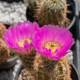Kaktus - Echinocereus reichenbachii - semena - 8 ks